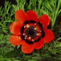 АДОНИС