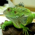 ИГУАНА
