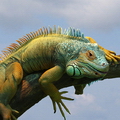 ИГУАНА