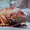 ИГУАНА