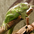 ИГУАНА