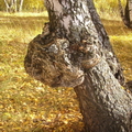 КАП