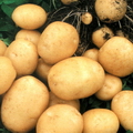 КАРТОФЕЛЬ