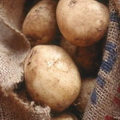 КАРТОФЕЛЬ
