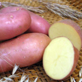 КАРТОФЕЛЬ