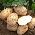 КАРТОФЕЛЬ