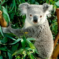 КОАЛА