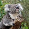 КОАЛА