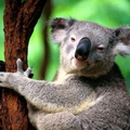КОАЛА