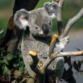 КОАЛА