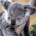 КОАЛА