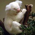 КОАЛА