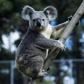 КОАЛА