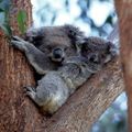 КОАЛА