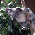 КОАЛА