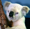 КОАЛА