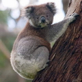 КОАЛА