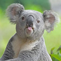 КОАЛА