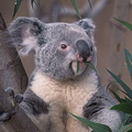 КОАЛА