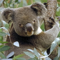КОАЛА