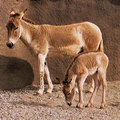 ОНАГР