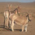 ОНАГР