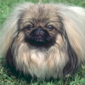 ПЕКИНЕС