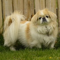 ПЕКИНЕС