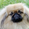 ПЕКИНЕС