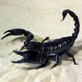 СКОРПИОН