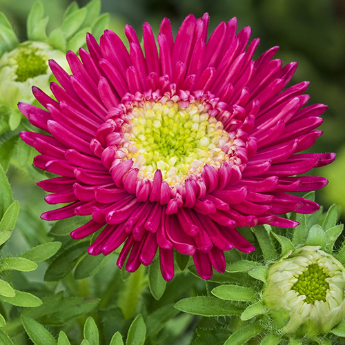АСТРА