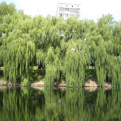 ИВНЯК