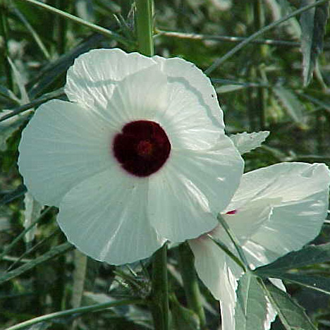 КЕНАФ
