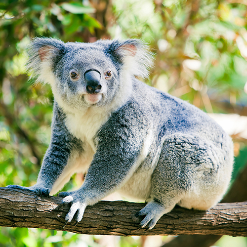 КОАЛА