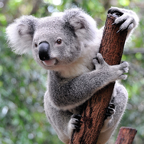 КОАЛА