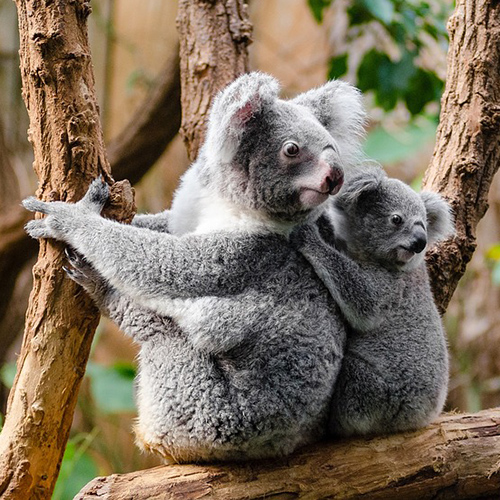КОАЛА